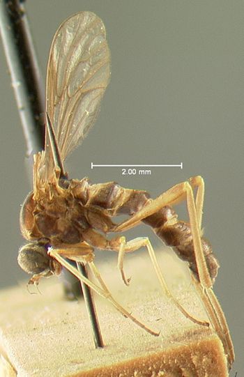 Media type: image; Entomology 9072   Aspect: habitus lateral view